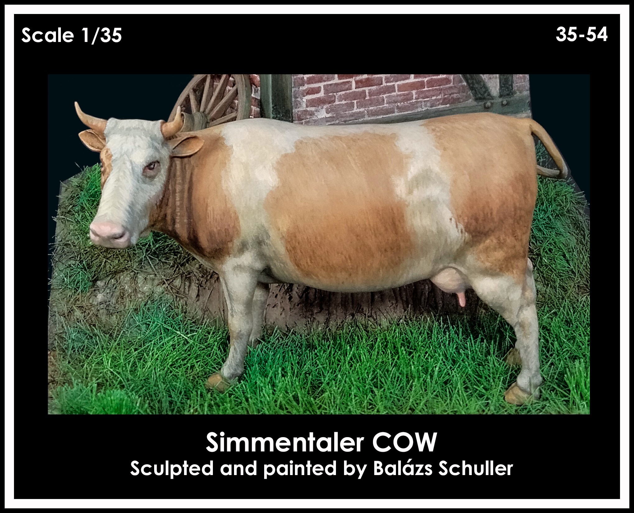 35-54 Simmentaler Cow