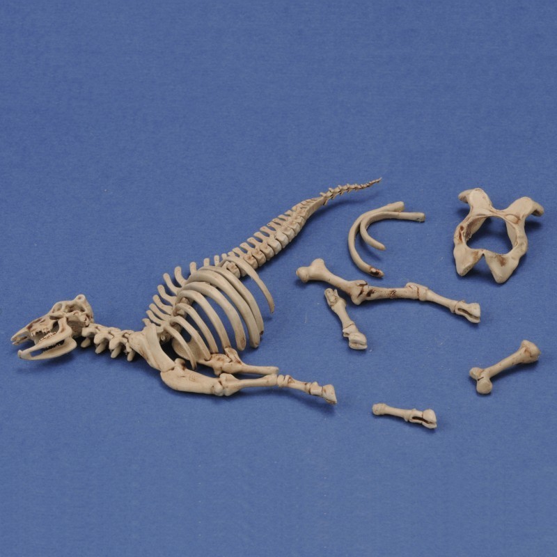 1048 Cow skeleton n.3 (1/35 scale)