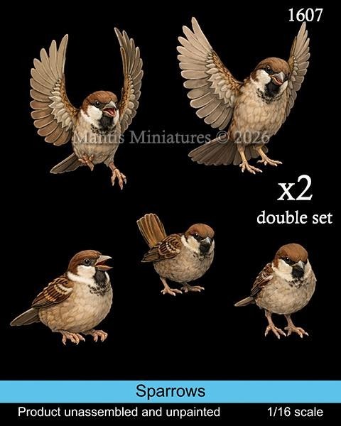 1607 Sparrows 1/16