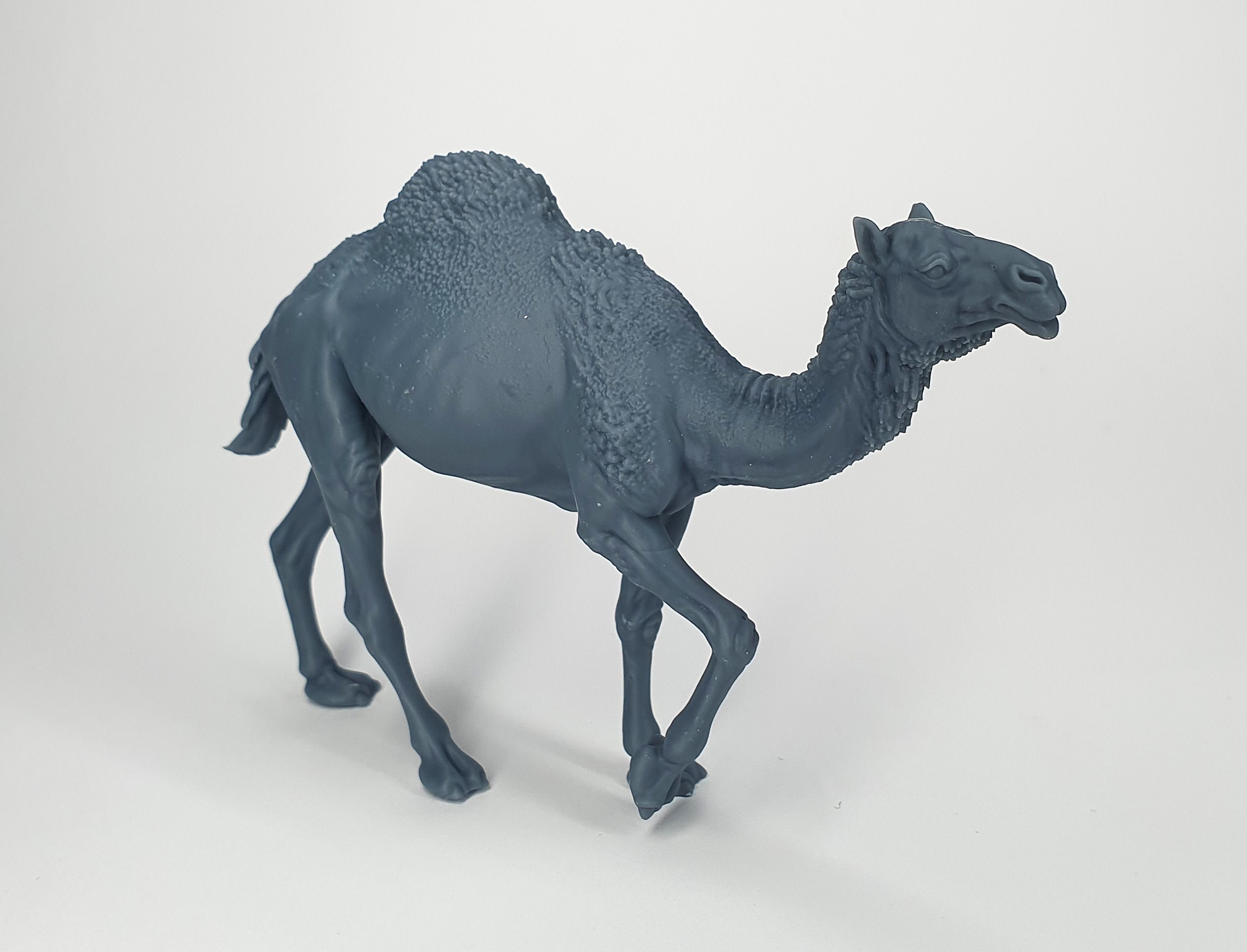 DIO-072 	  Walking camel (Dromedary)