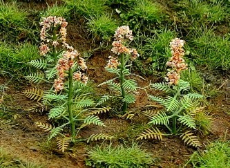 Mullein and Valeriana Plants for Dioramas