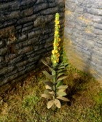 Mullein Plant