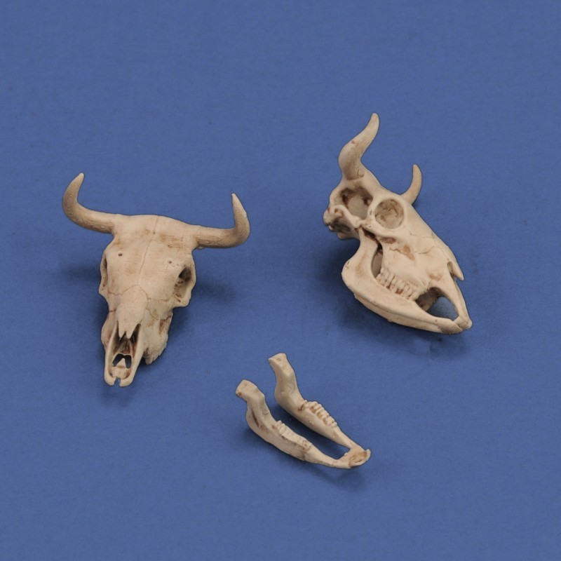Cow Skulls & Donkey Carcass
